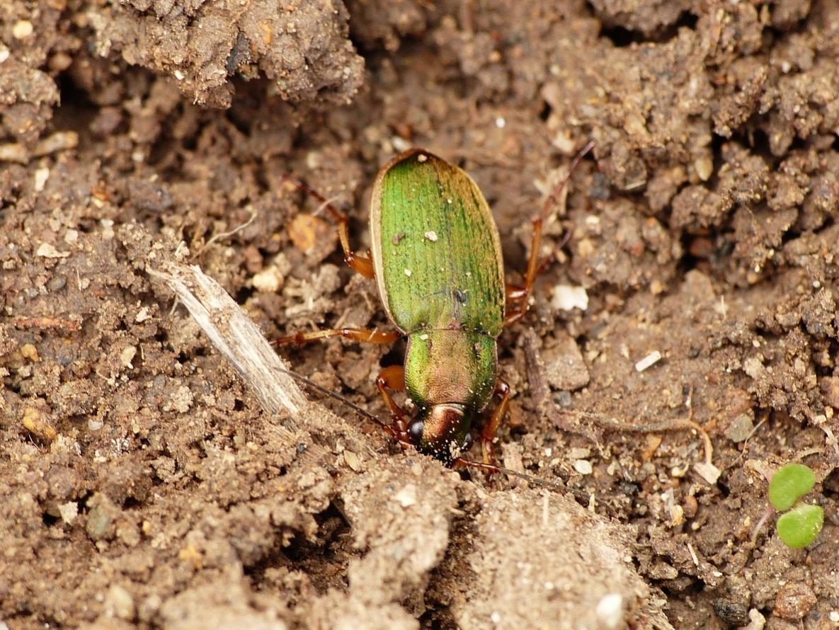 Chlaeniellus olivieri